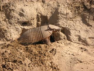 De armadillo