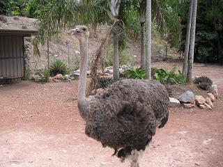 De emu