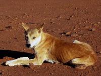 Dingo!