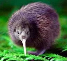 Geen vrucht, toch een kiwi