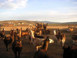 Een Llama- boerderij