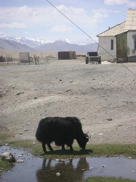 Yak!