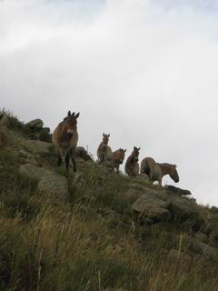 De Przewalski paarden