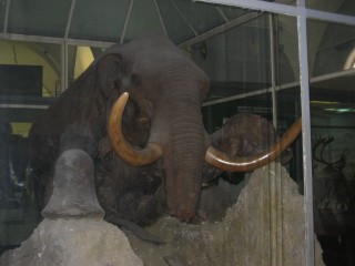 De Baby - Mammoet